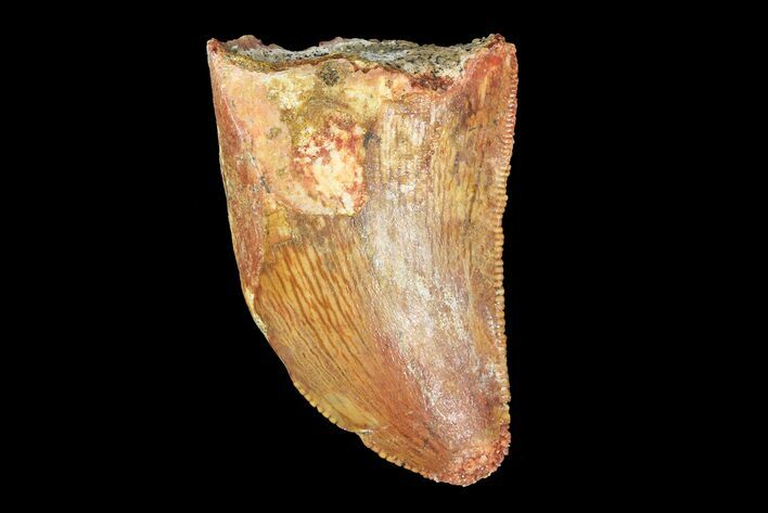 Serrated, Juvenile Carcharodontosaurus Tooth #77076